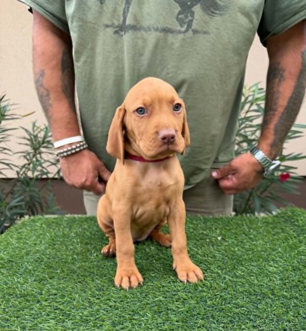 Wanja Hungarian Vizsla Wanja Hungarian Vizsla