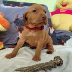 Wanja-female-hungarian-vizsla-puppy-for-sale- (2)