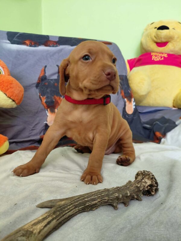 Wanja Hungarian Vizsla Wanja Hungarian Vizsla