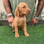 Wanja-female-hungarian-vizsla-puppy-for-sale- (3)