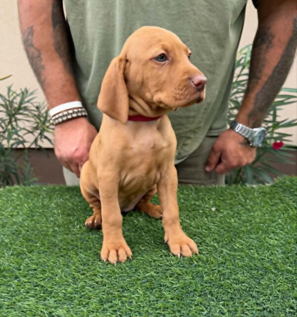 Wanja Hungarian Vizsla Wanja Hungarian Vizsla