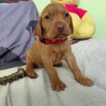 Wanja-female-hungarian-vizsla-puppy-for-sale- (3)