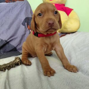 Wanja Hungarian Vizsla Wanja Hungarian Vizsla