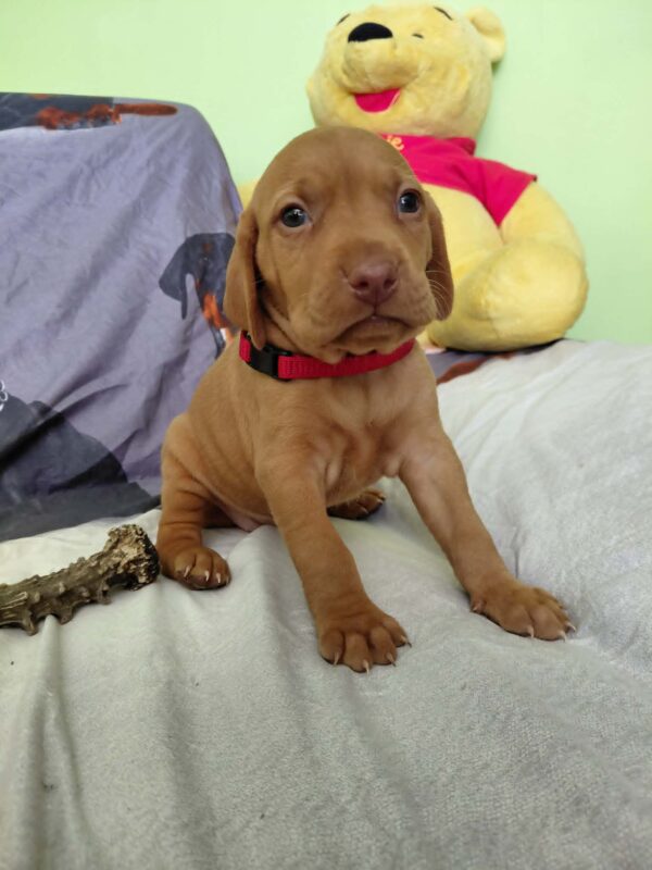 Wanja Hungarian Vizsla Wanja Hungarian Vizsla
