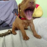 Wanja-female-hungarian-vizsla-puppy-for-sale- (4)