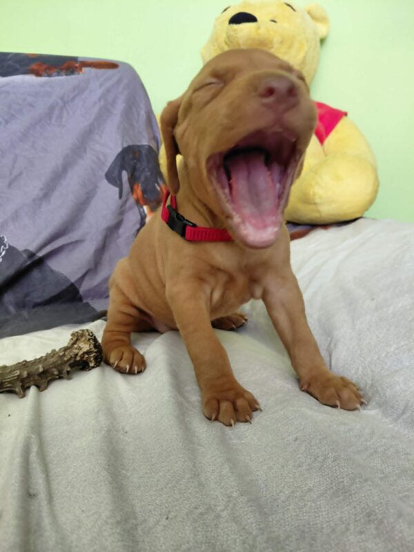 Wanja Hungarian Vizsla Wanja Hungarian Vizsla