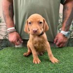 Whiskey-male-hungarian-vizsla-puppy-for-sale- (1)