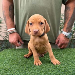 Whiskey Hungarian Vizsla Whiskey Hungarian Vizsla