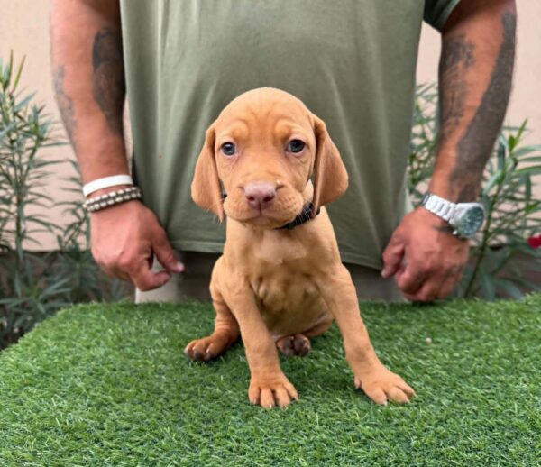 Whiskey Hungarian Vizsla Whiskey Hungarian Vizsla