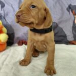 Whiskey-male-hungarian-vizsla-puppy-for-sale- (1)