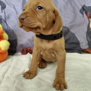 Whiskey Hungarian Vizsla Whiskey Hungarian Vizsla