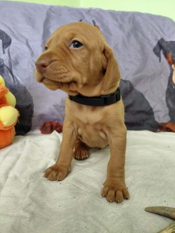 Whiskey Hungarian Vizsla Whiskey Hungarian Vizsla