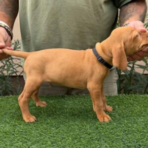 Whiskey Hungarian Vizsla Whiskey Hungarian Vizsla