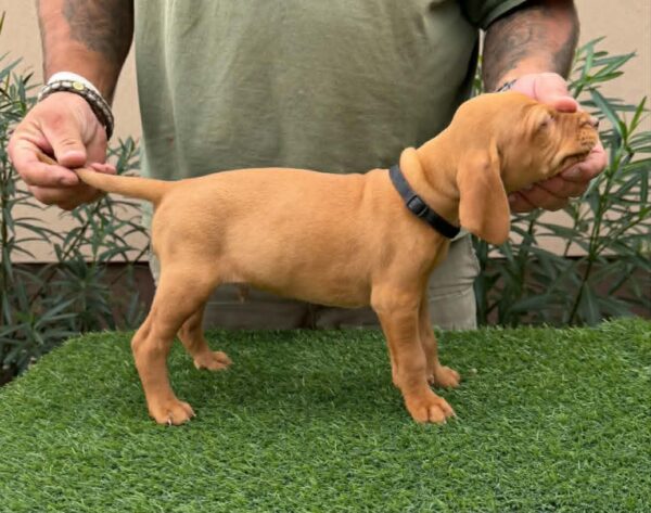 Whiskey Hungarian Vizsla Whiskey Hungarian Vizsla