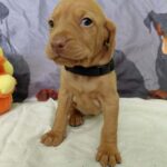 Whiskey-male-hungarian-vizsla-puppy-for-sale- (2)