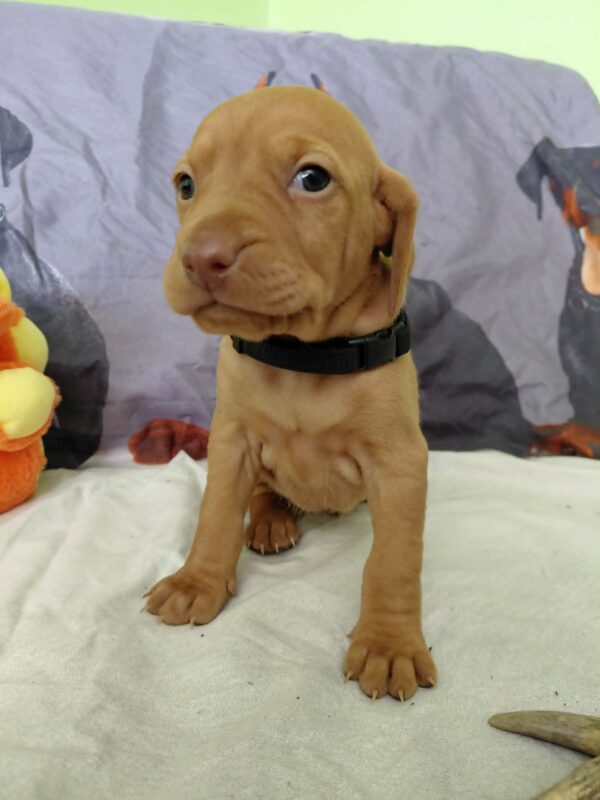 Whiskey Hungarian Vizsla Whiskey Hungarian Vizsla
