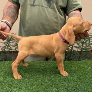 Wickie Hungarian Vizsla Wickie Hungarian Vizsla