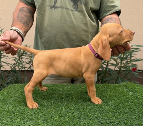 Wickie Hungarian Vizsla Wickie Hungarian Vizsla