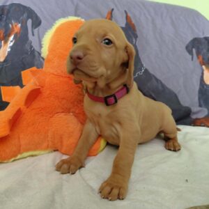 Wickie Hungarian Vizsla Wickie Hungarian Vizsla