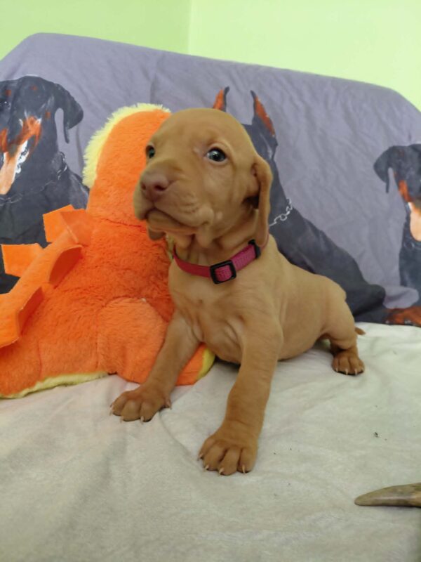 Wickie Hungarian Vizsla Wickie Hungarian Vizsla