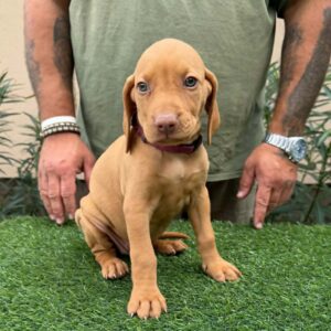 Wickie Hungarian Vizsla Wickie Hungarian Vizsla