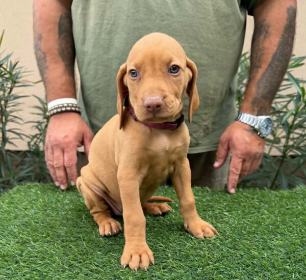 Wickie Hungarian Vizsla Wickie Hungarian Vizsla