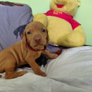 Wickie Hungarian Vizsla Wickie Hungarian Vizsla