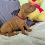 Wickie-female-hungarian-vizsla-puppy-for-sale- (3)