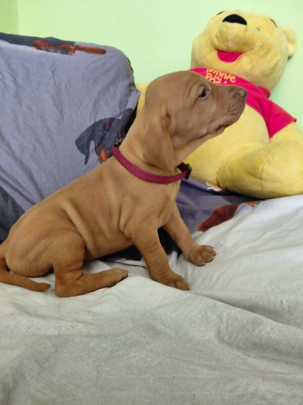 Wickie Hungarian Vizsla Wickie Hungarian Vizsla