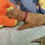 Wickie-female-hungarian-vizsla-puppy-for-sale- (4)