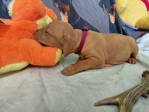 Wickie Hungarian Vizsla Wickie Hungarian Vizsla