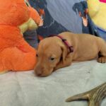 Wickie-female-hungarian-vizsla-puppy-for-sale- (5)