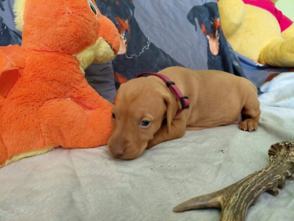 Wickie Hungarian Vizsla Wickie Hungarian Vizsla