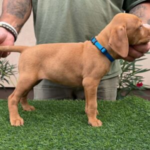 Winnie Hungarian Vizsla Winnie Hungarian Vizsla