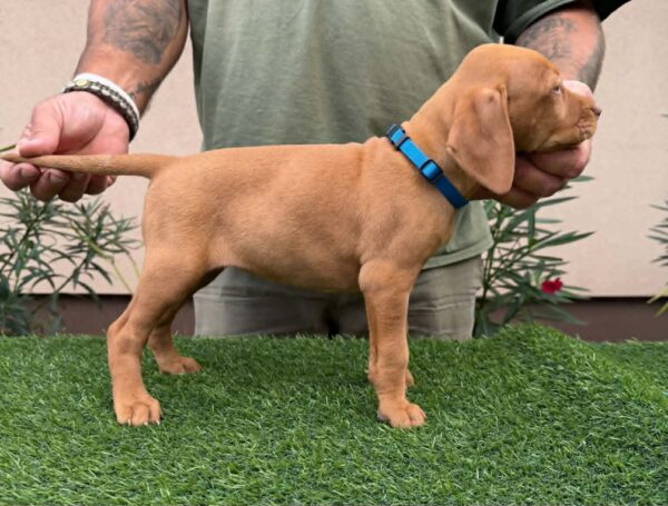 Winnie Hungarian Vizsla Winnie Hungarian Vizsla