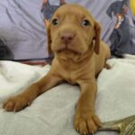 Winnie-female-hungarian-vizsla-puppy-for-sale- (1)