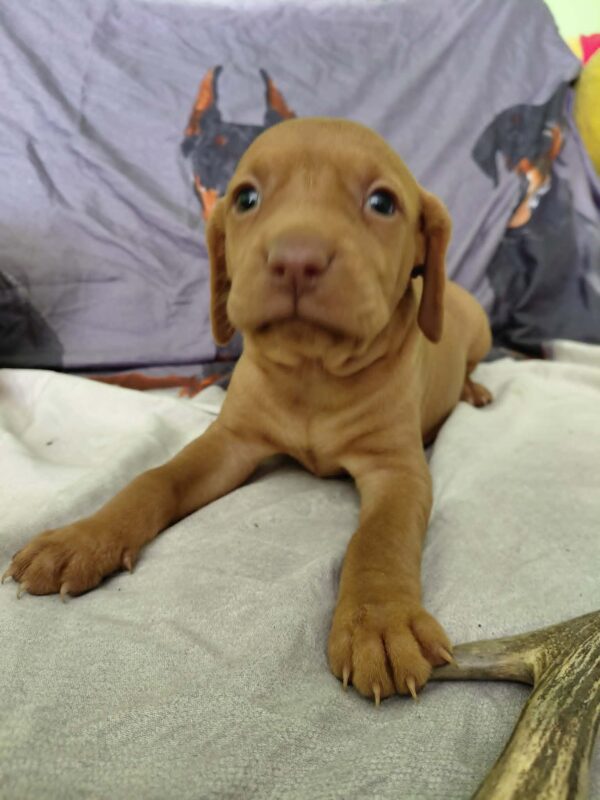 Winnie Hungarian Vizsla Winnie Hungarian Vizsla