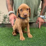 Winnie-female-hungarian-vizsla-puppy-for-sale- (2)