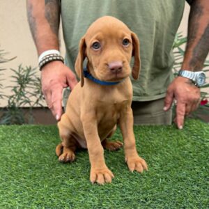 Winnie Hungarian Vizsla Winnie Hungarian Vizsla