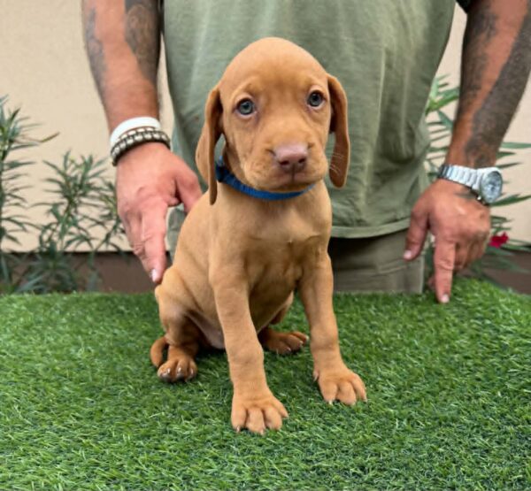 Winnie Hungarian Vizsla Winnie Hungarian Vizsla