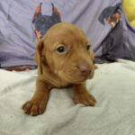 Winnie-female-hungarian-vizsla-puppy-for-sale- (2)