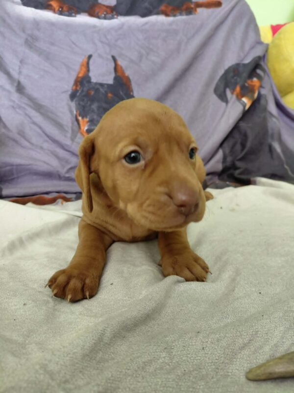 Winnie Hungarian Vizsla Winnie Hungarian Vizsla