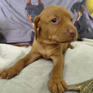 Winnie Hungarian Vizsla Winnie Hungarian Vizsla