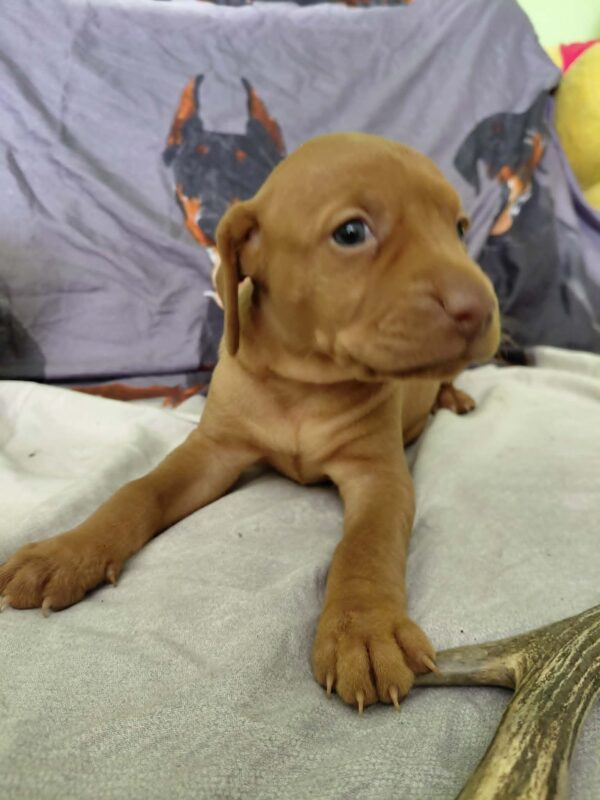 Winnie Hungarian Vizsla Winnie Hungarian Vizsla