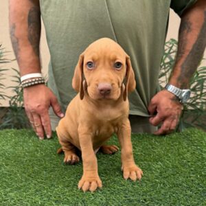 Wolke Hungarian Vizsla Wolke Hungarian Vizsla