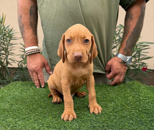 Wolke Hungarian Vizsla Wolke Hungarian Vizsla