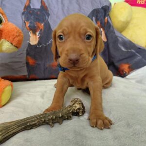 Wolke Hungarian Vizsla Wolke Hungarian Vizsla