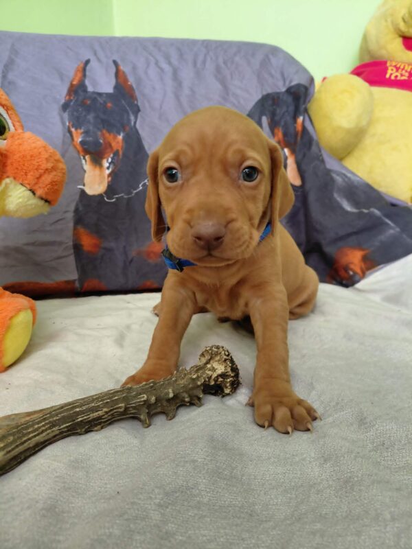 Wolke Hungarian Vizsla Wolke Hungarian Vizsla