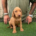 Wolke-male-hungarian-vizsla-puppy-for-sale- (2)