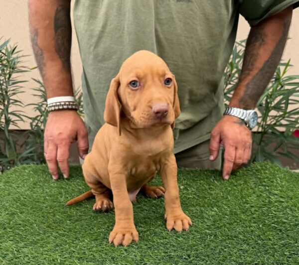 Wolke Hungarian Vizsla Wolke Hungarian Vizsla